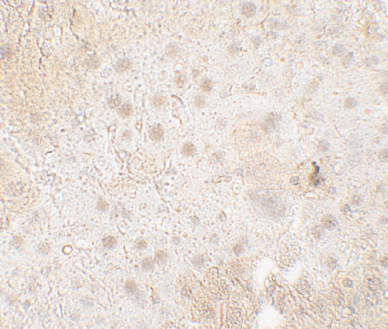 Immunohistochemistry of TMIGD1 in mouse liver tissue with TMIGD1 antibody at 5 ug/mL.