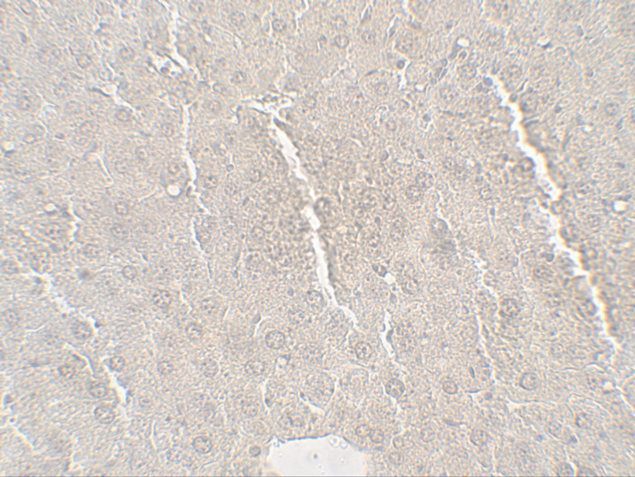 Immunohistochemistry of Betatrophin in mouse liver tissue with Betatrophin antibody at 5 ug/mL.