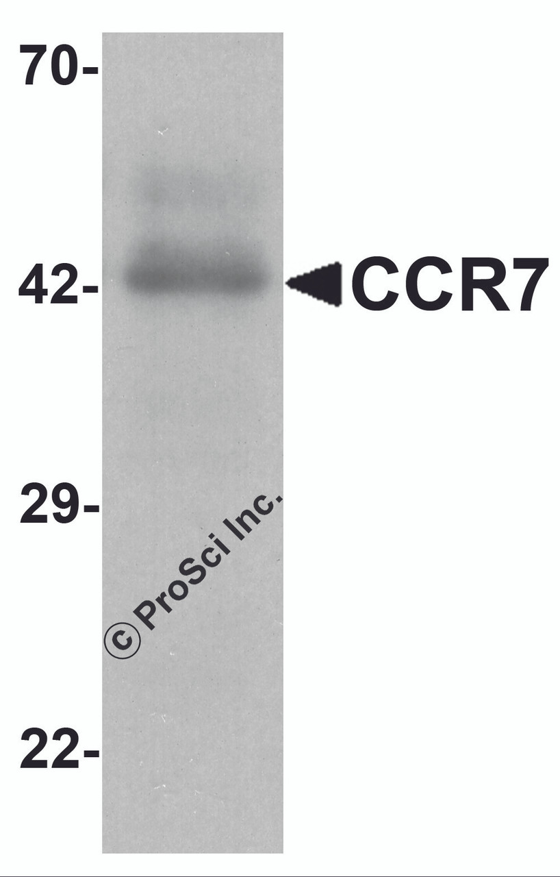 Western blot analysis of CCR7 in human spleen tissue lysate with CCR7 antibody at 1 &#956;g/ml.