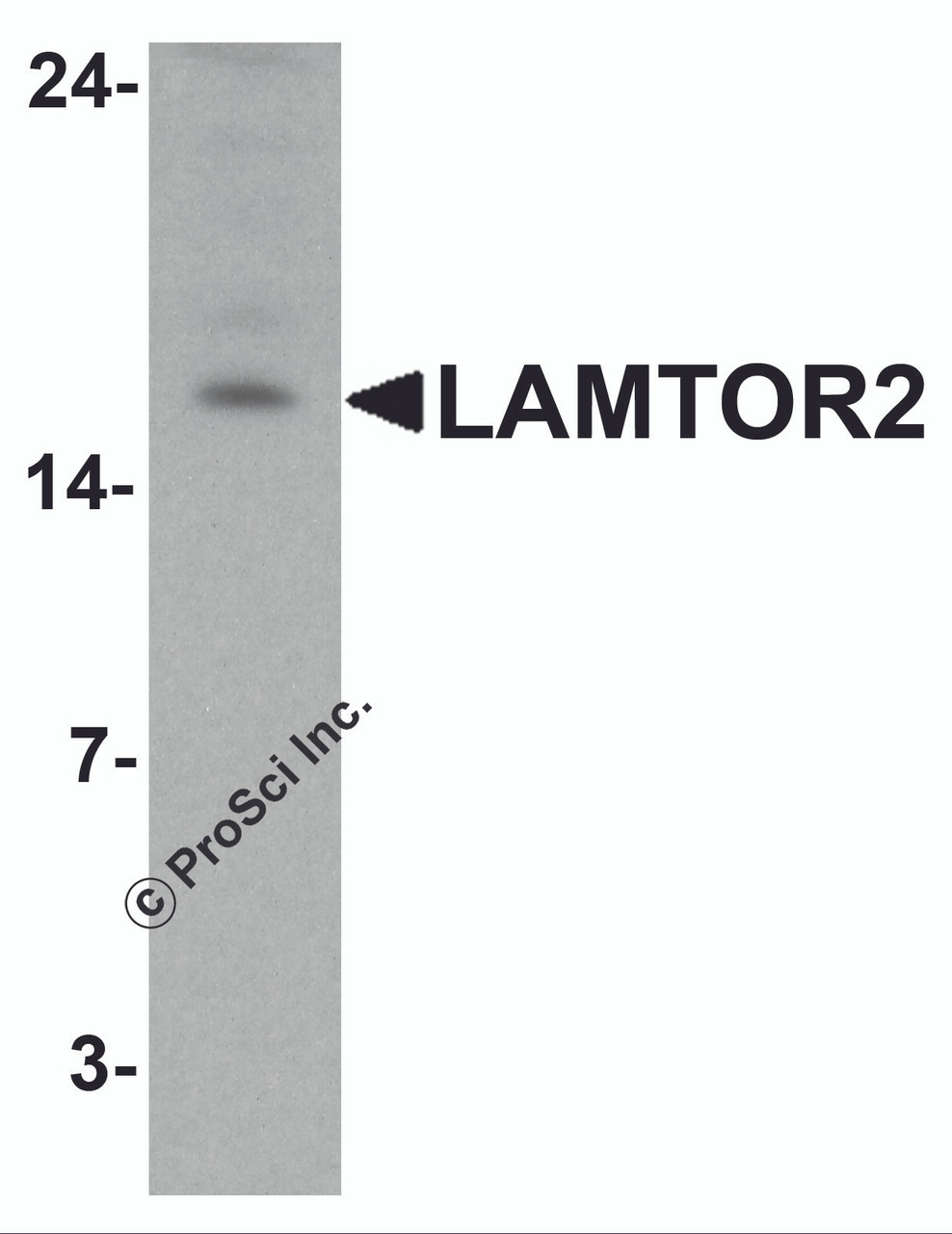 Western blot analysis of LAMTOR2 in HepG2 cell lysate with LAMTOR2 antibody at 1 &#956;g/ml.