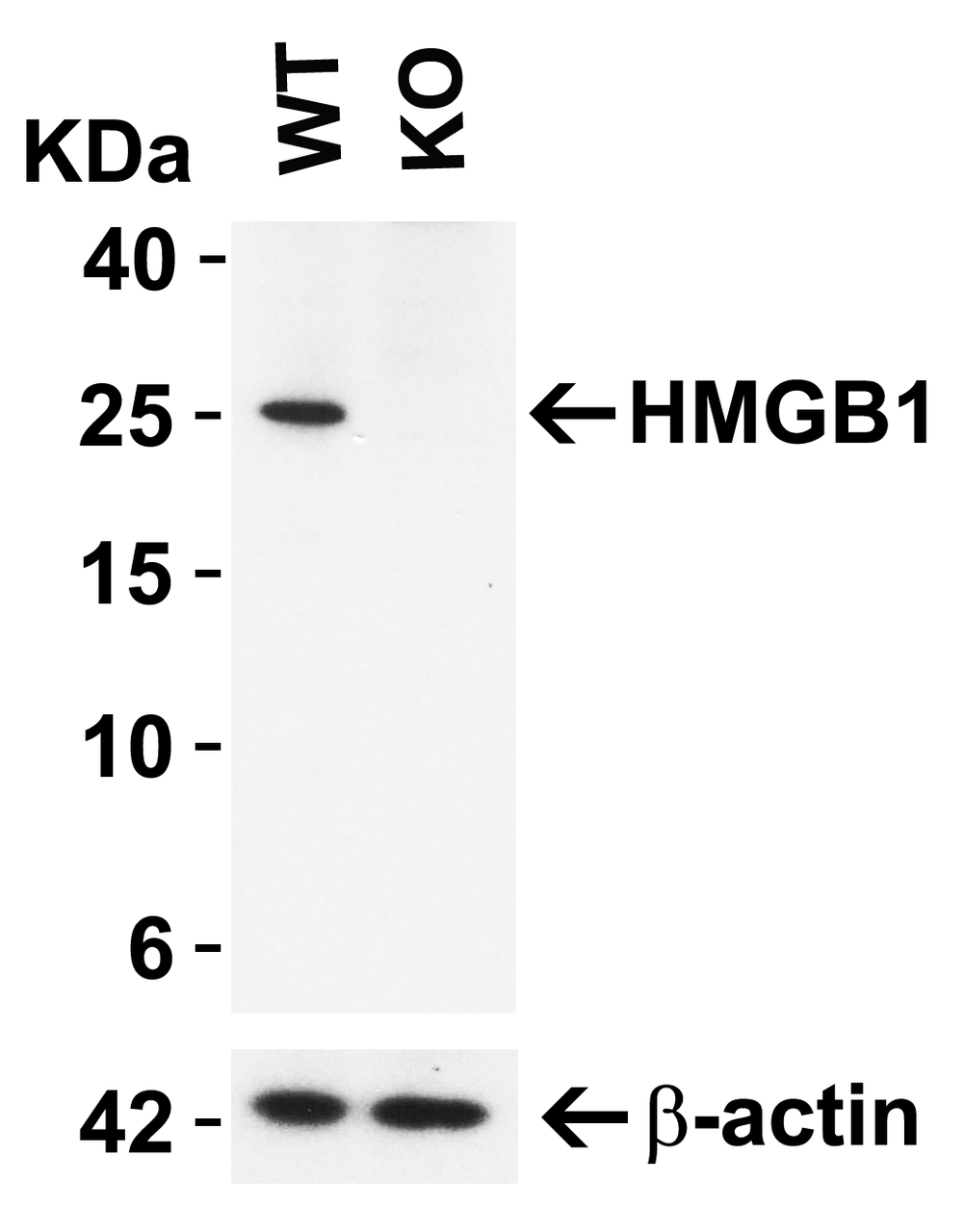 Figure 1 KO Validation in HeLa Cells 
Loading: 10 &#956;g of HeLa WT cell lysates or HMGB1 KO cell lysates. Antibodies: HMGB1 (0.5 &#956;g/mL) and beta-actin 3779 (1 &#956;g/mL) , 1 h incubation at RT in 5% NFDM/TBST.
Secondary: Goat Anti-Rabbit IgG HRP conjugate at 1:10000 dilution.