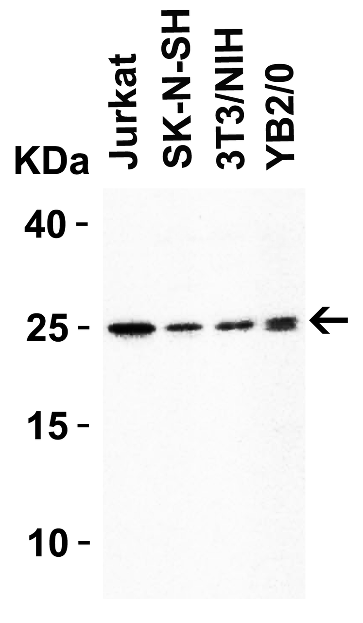 Figure 2 WB Validation in Human, Mouse and Rat Cell Lines 
Loading: 15 ug of lysate 
Antibodies: HMGB1 7715, 1 ug/mL, 1 h incubation at RT in 5% NFDM/TBST. 
Secondary: Goat Anti-Rabbit IgG HRP conjugate at 1:10000 dilution.
