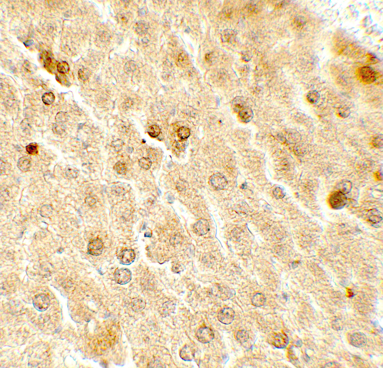 Immunohistochemistry of TAF9 in mouse liver tissue with TAF9 antibody at 5 ug/mL.