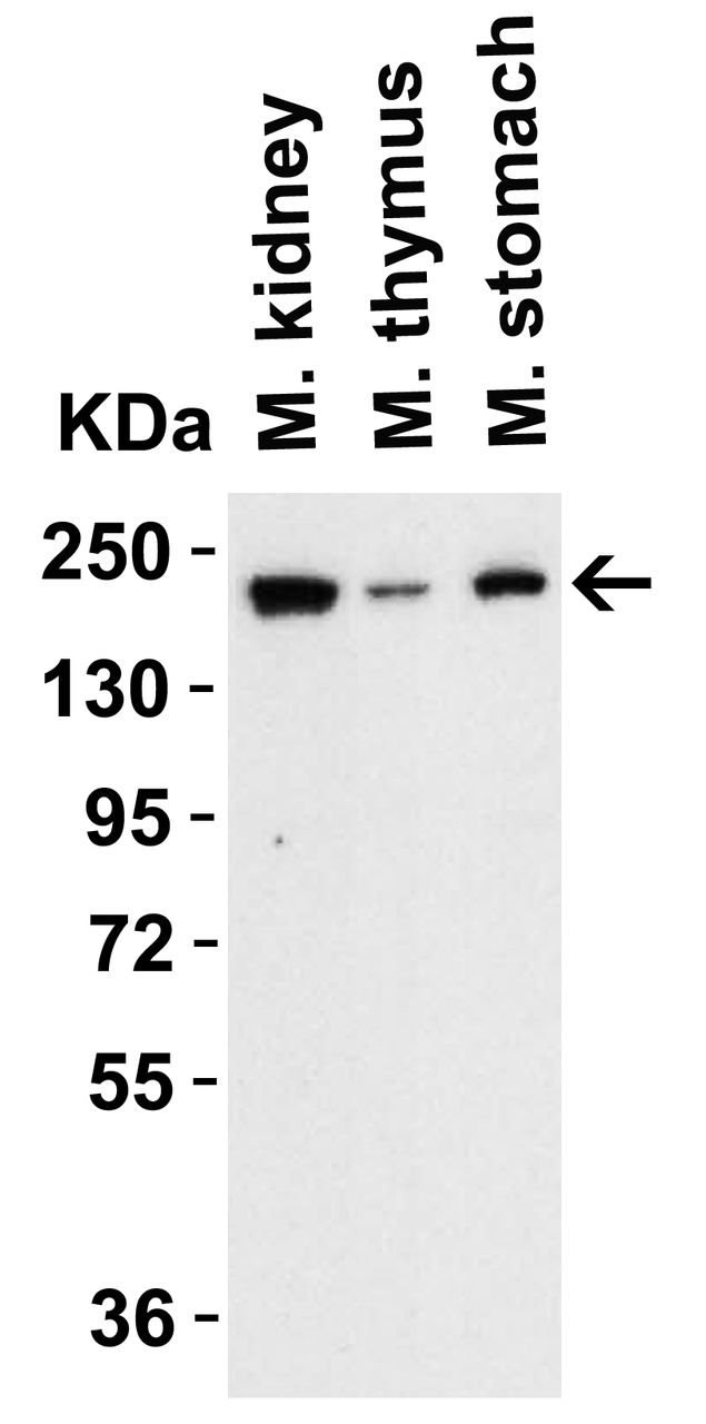 Figure 2 WB Validation of TET1 in Mouse Tissues 
Loading: 15 ug of lysate 
Antibodies: TET1 7733, 1 u g/mL, 1 h incubation at RT in 5% NFDM/TBST. 
Secondary: Goat Anti-Rabbit IgG HRP conjugate at 1:10000 dilution.