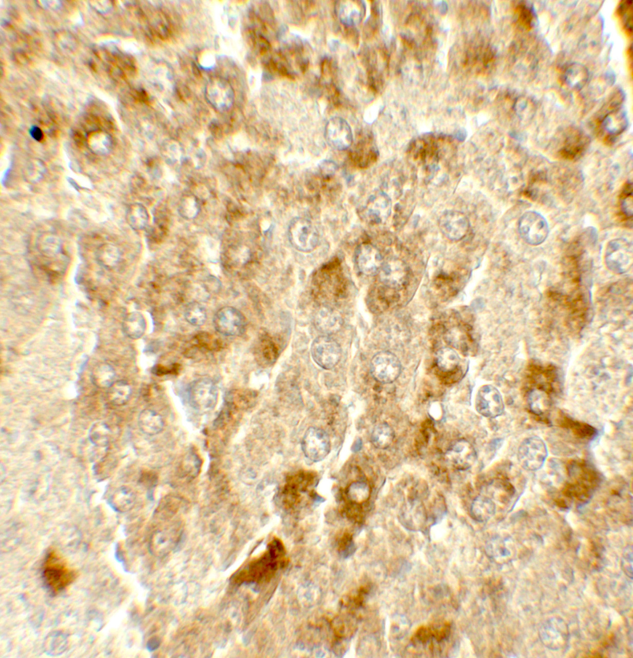 Immunohistochemistry of SMURF2 in mouse liver tissue with SMURF2 antibody at 5 ug/mL.