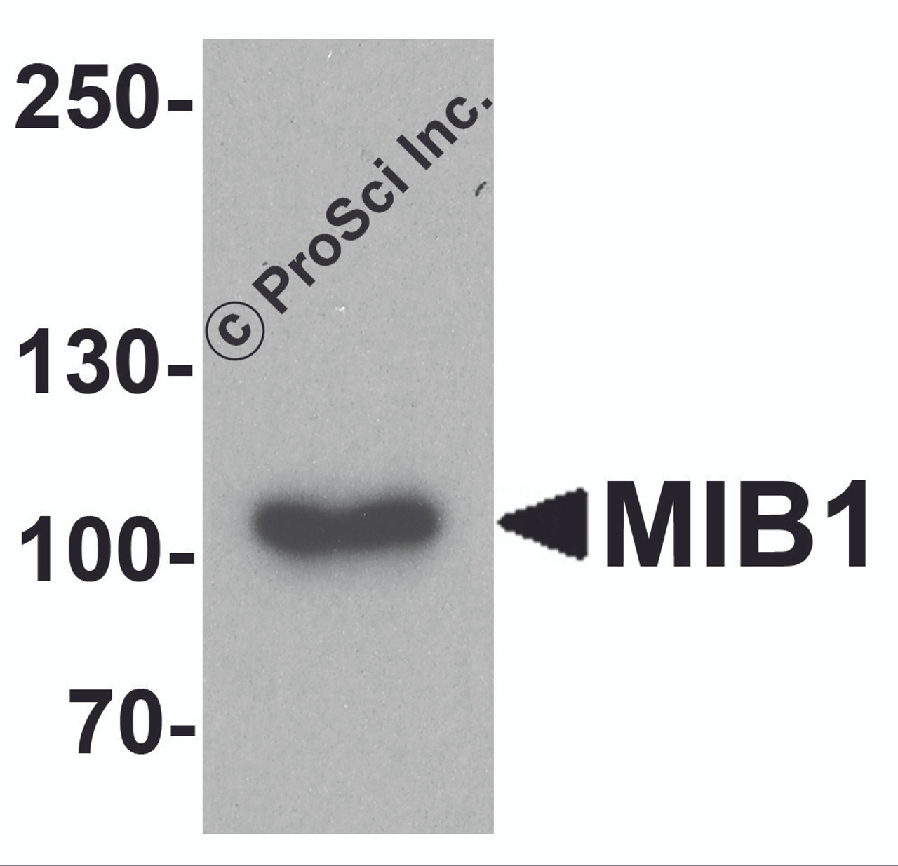 Western blot analysis of MIB1 in A431 cell lysate with MIB1 antibody at 1 &#956;g/ml.