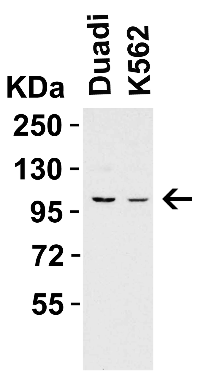 Figure 1 WB Validation in Human Cell Lines 
Loading: 15 &#956;g of human cell lysate 
Antibodies: PPARGC1A 7793, 2 &#956;g/mL, 1 h incubation at RT in 5% NFDM/TBST. 
Secondary: Goat Anti-Rabbit IgG HRP conjugate at 1:10000 dilution.