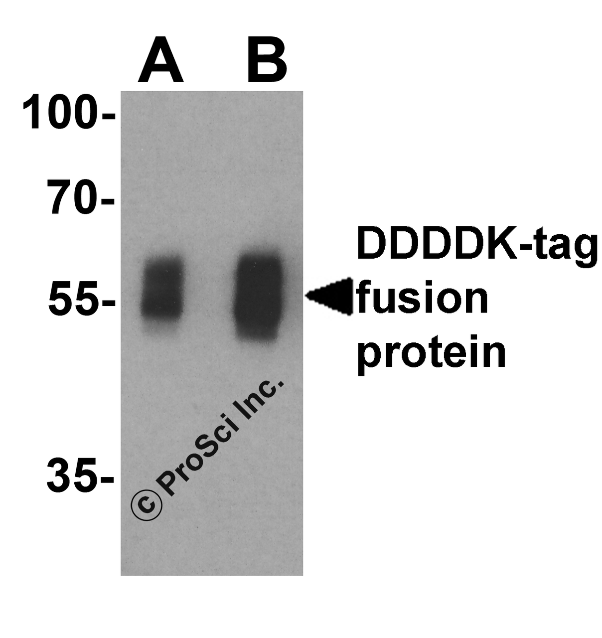 Western blot analysis of a DDDDK-tag-containing recombinant protein with DDDDK-tag antibody at (A) 0.125 and (B) 0.25 &#956;g/ml.