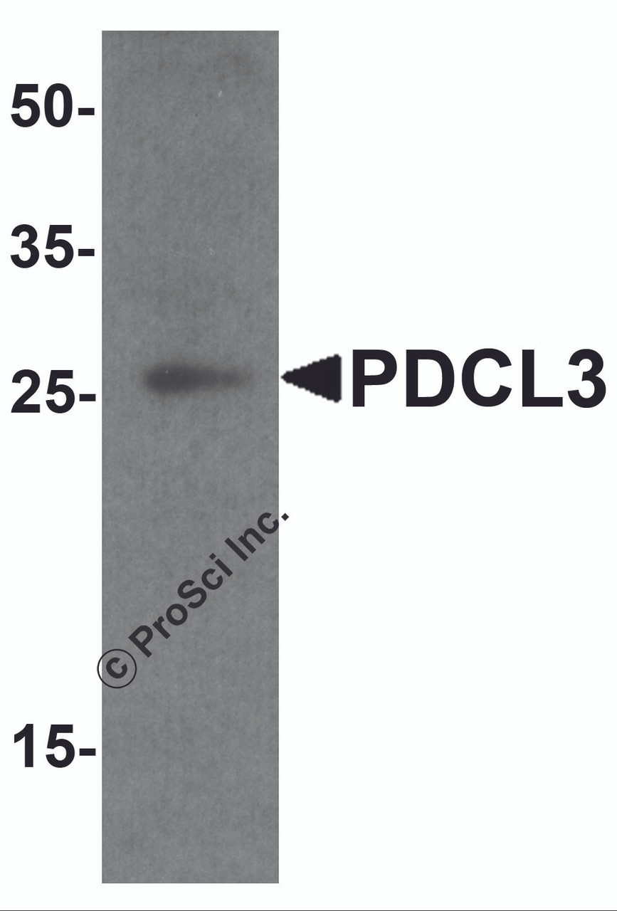 Western blot analysis of PDCL3 in human brain tissue lysate with PDCL3 antibody at 1 &#956;g/ml.