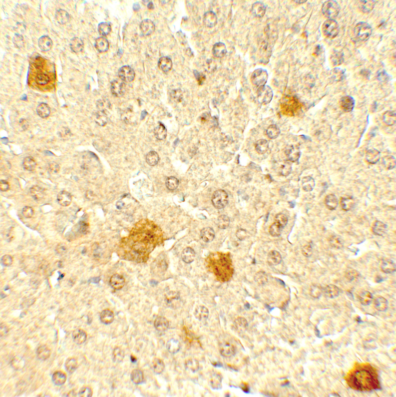 Immunohistochemistry of PDCL3 in mouse lver tissue with PDCL3 antibody at 5 ug/mL.