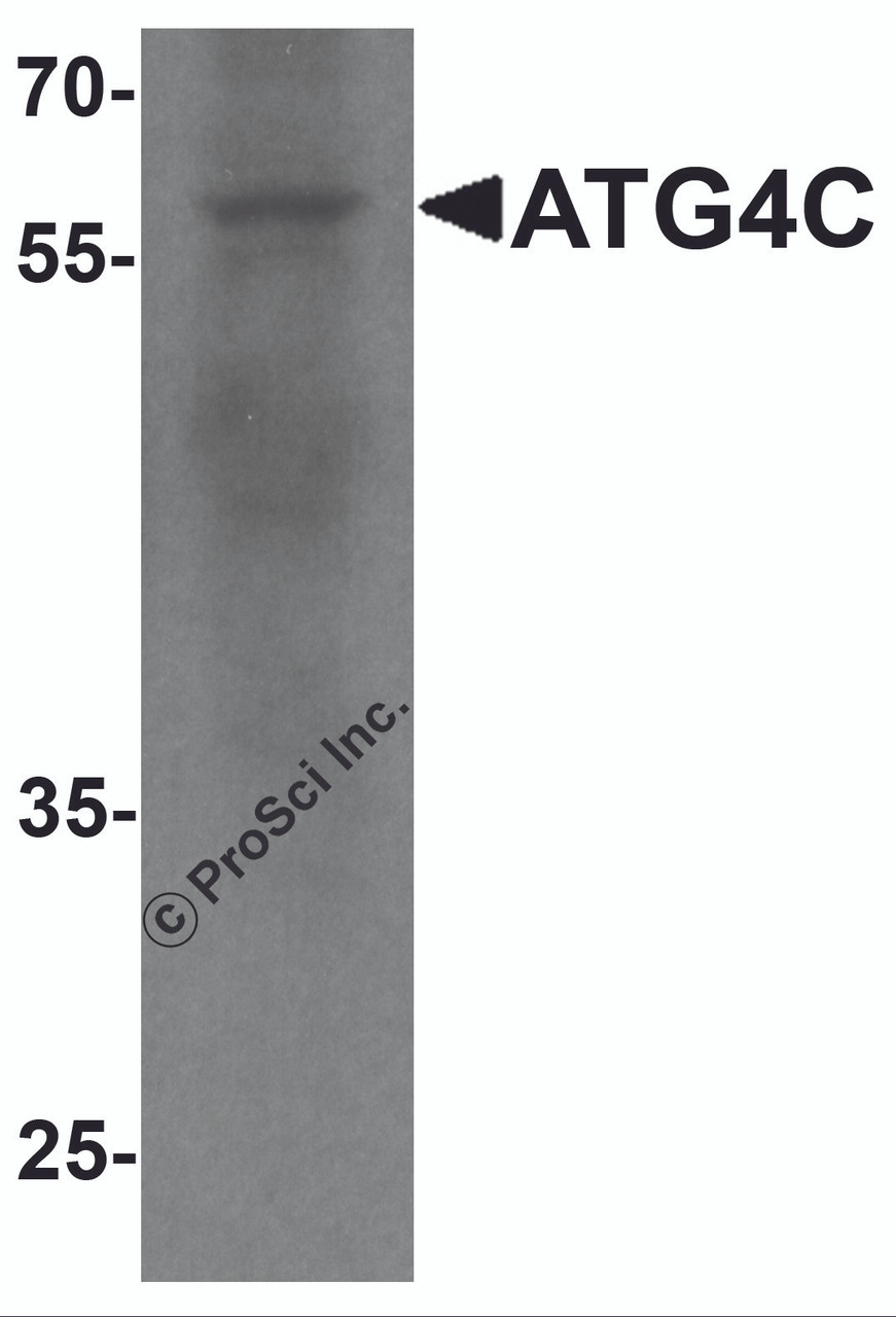 Western blot analysis of ATG4C in A549 cell lysate with ATG4C antibody at 1 &#956;g/ml.