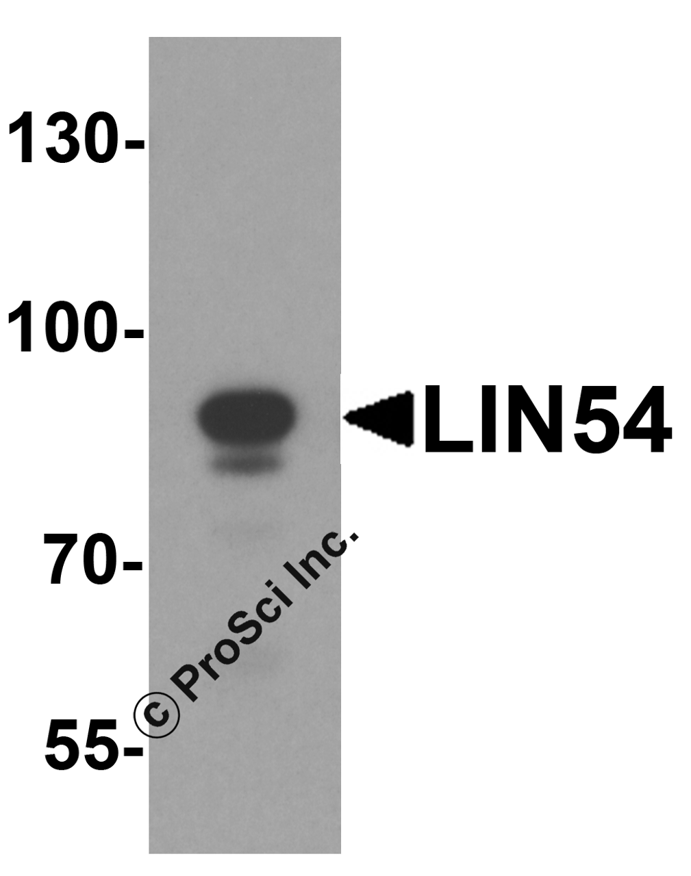 Western blot analysis of LIN54 in HeLa cell lysate with LIN54 antibody at 1 &#956;g/ml.
