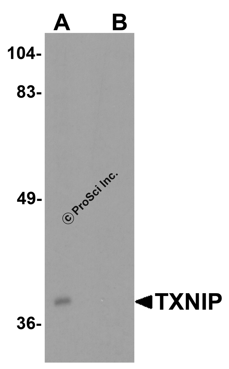 Western blot analysis of TXNIP in C2C12 cell lysate with TXNIP antibody at 0.5 &#956;g/ml in (A) the absence and (B) the presence of blocking peptide.