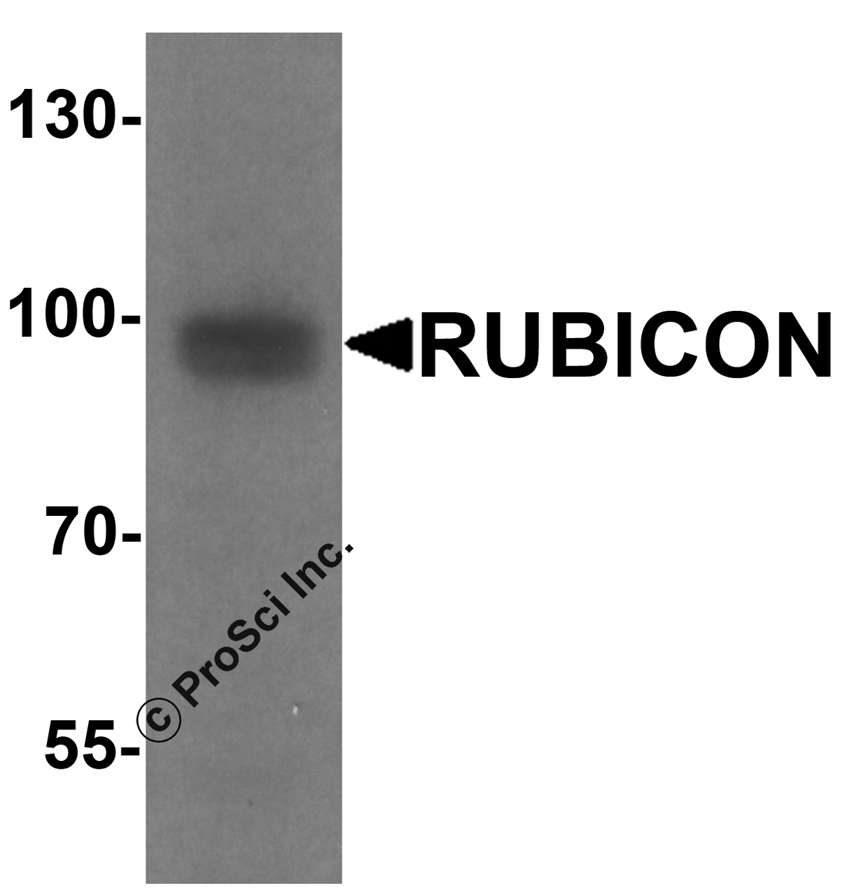 Western blot analysis of Rubicon in 293 cell lysate with Rubicon antibody at 1 &#956;g/ml.