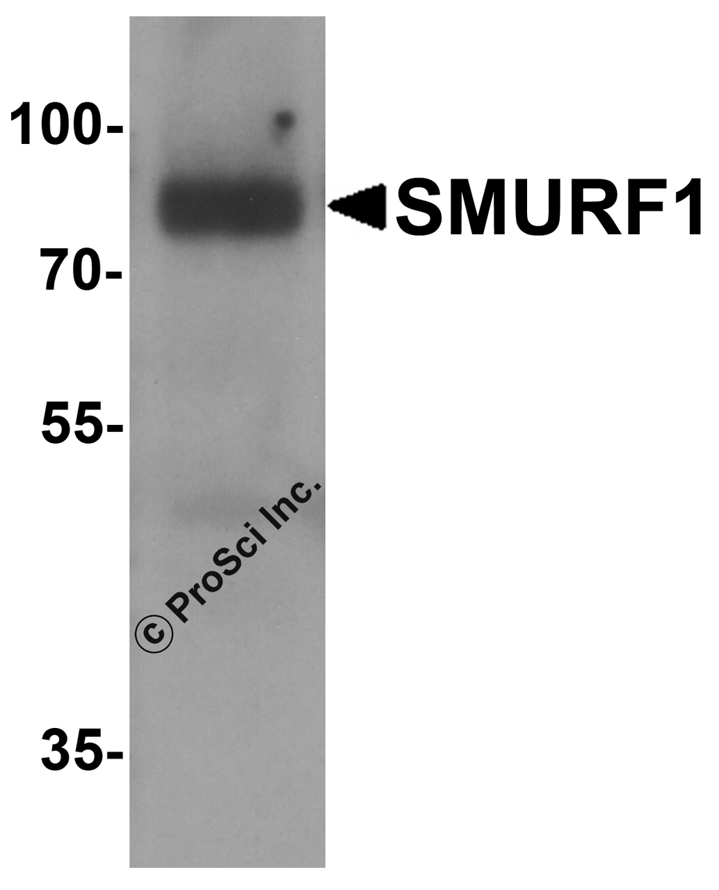 Western blot analysis of SMURF1 in 293 cell lysate with SMURF1 antibody at 1 &#956;g/ml.