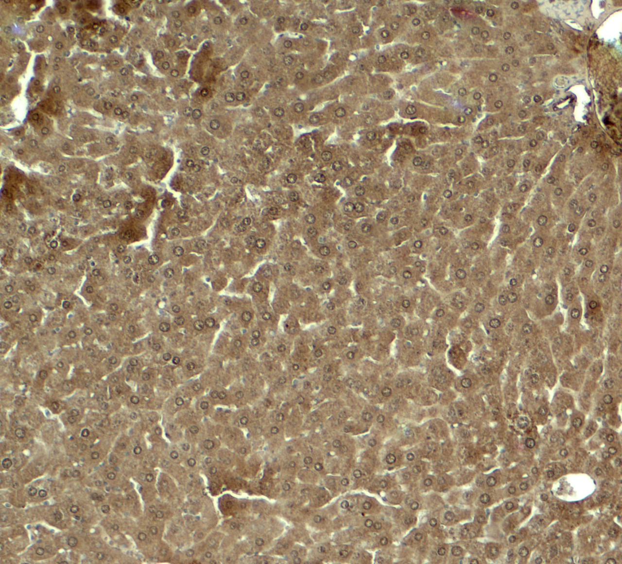 Immunohistochemistry of KLF17 in mouse liver tissue with KLG17 antibody at 5 ug/ml.