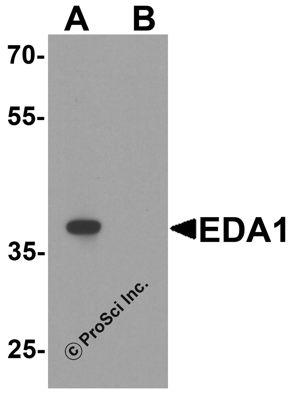 Western blot analysis of EDA1 in mouse kidney tissue lysate with EDA1 antibody at 1 &#956;g/ml in (A) the absence and (B) the presence of blocking peptide.