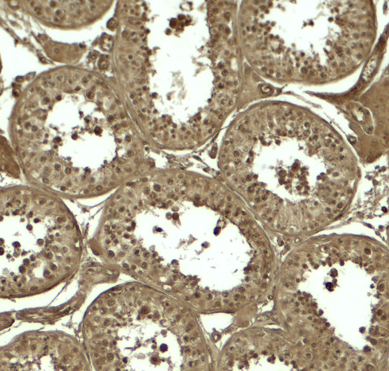 Immunohistochemistry of ATG4D in human testis tissue with ATG4D antibody at 5 ug/ml.