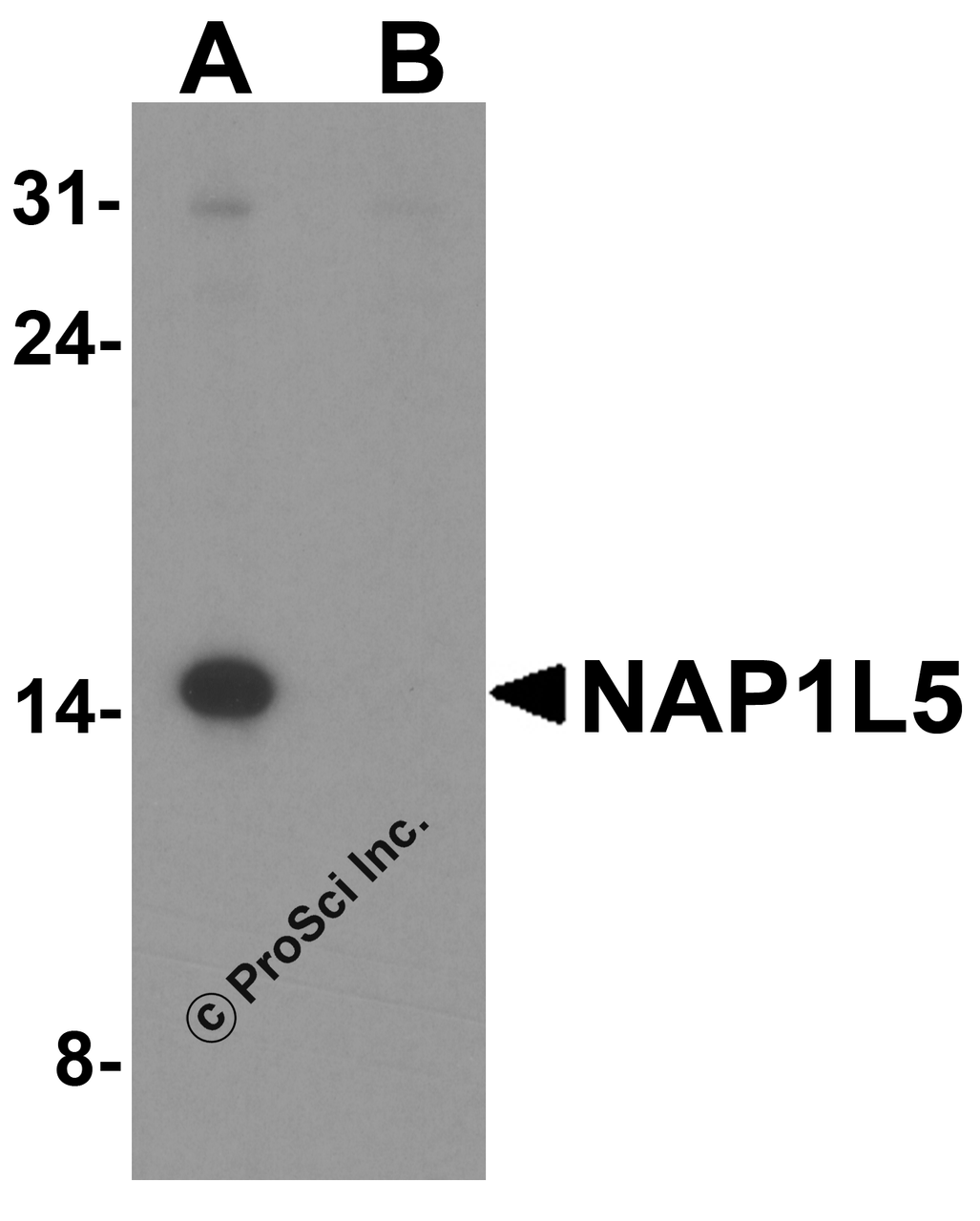 Western blot analysis of NAP1L5 in EL4 cell lysate with NAP1L5 antibody at 1 &#956;g/ml in (A) the absence and (B) the presence of blocking peptide.