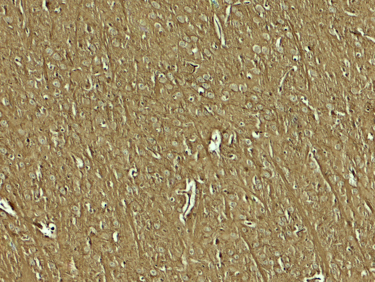 Immunohistochemistry of NAP1L5 in mouse brain tissue with NAP1L5 antibody at 5 ug/mL.
