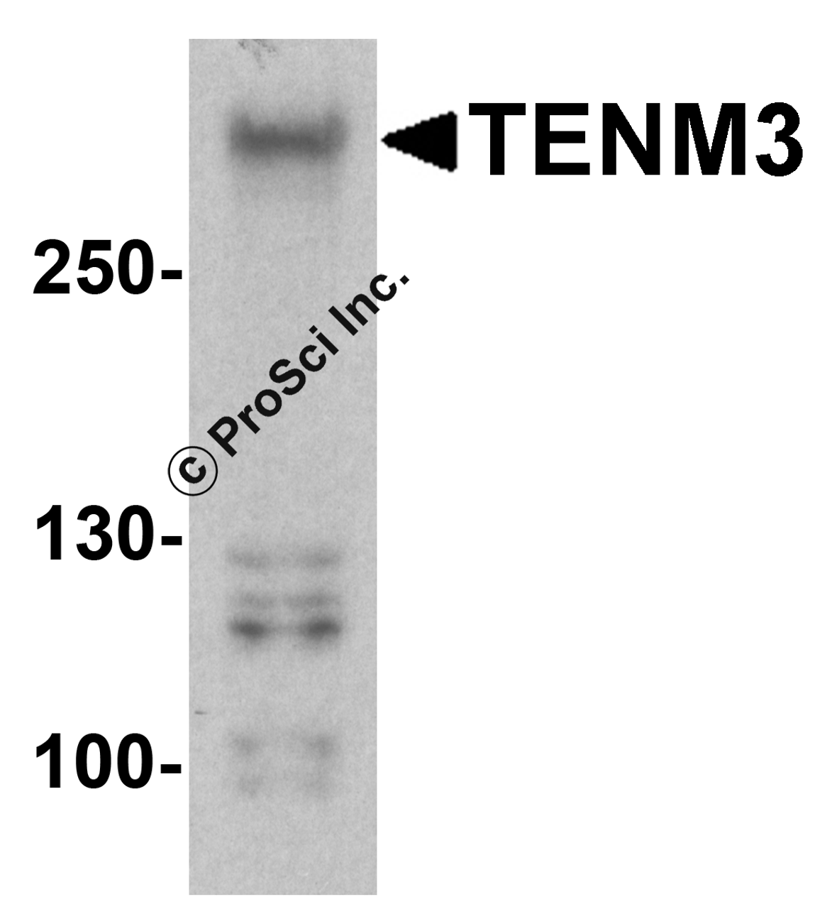 Western blot analysis of TENM3 in 293 cell lysate with TENM3 antibody at 1 &#956;g/ml.