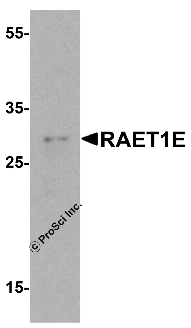 Western blot analysis of RAET1E in EL4 cell lysate with RAET1E antibody at 1 &#956;g/ml.