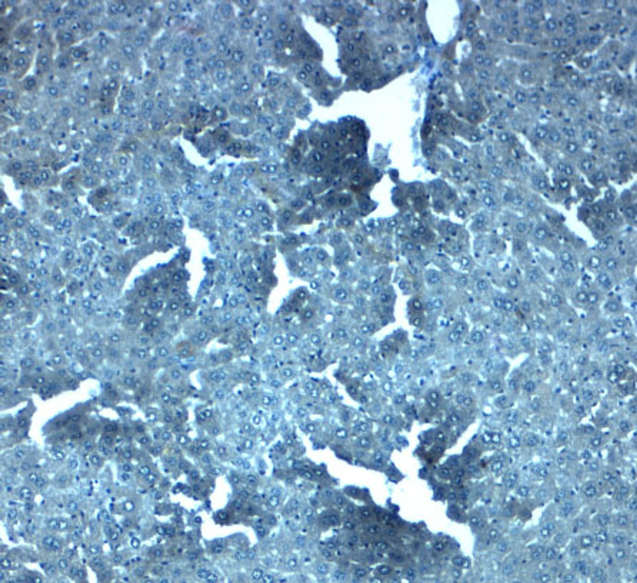 Immunohistochemistry of SLC38A4 in mouse liver tissue with SLC38A4 antibody at 2.5 ug/mL.