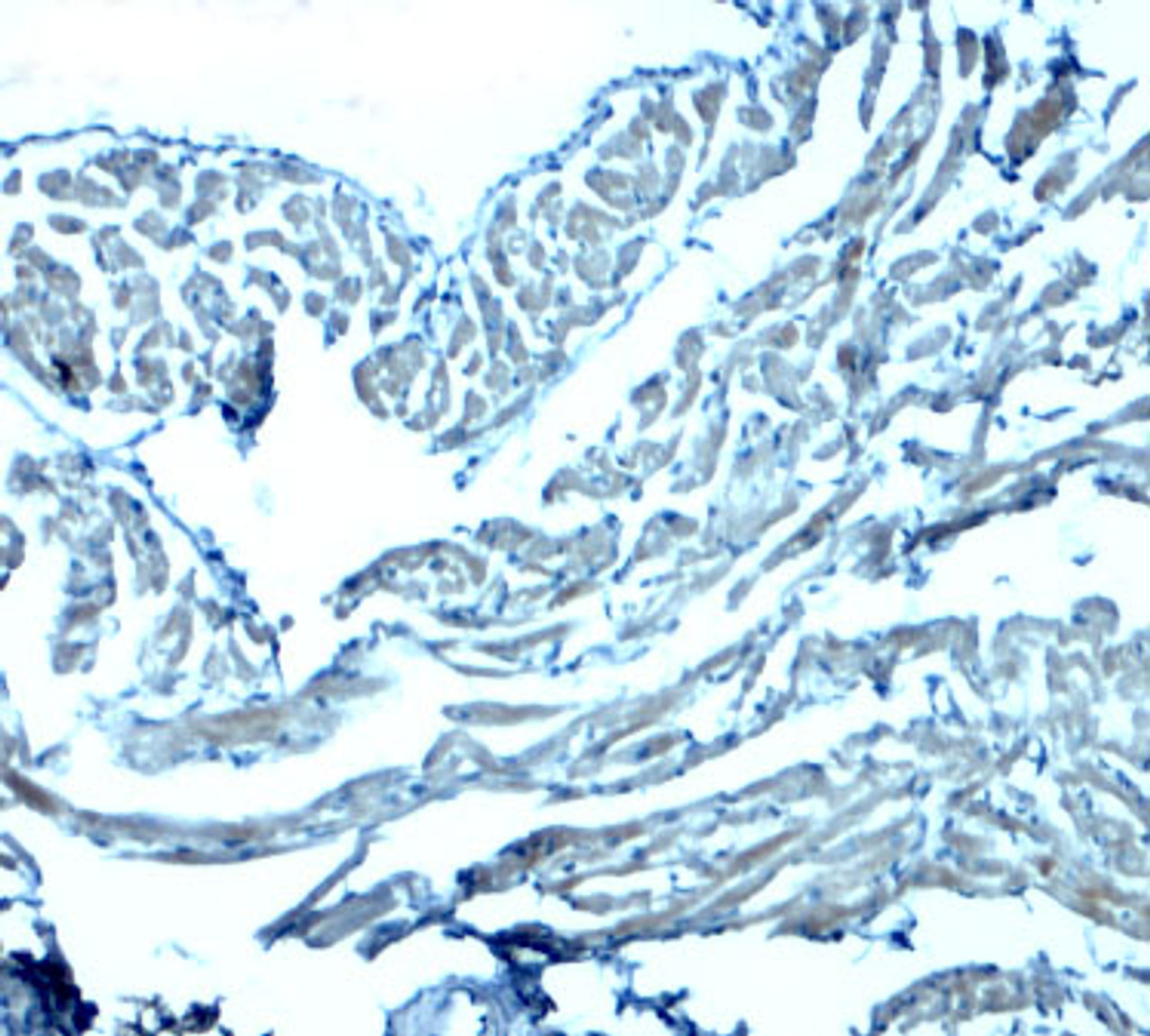 Immunohistochemistry of GAS6 in mouse heart tissue with GAS6 antibody at 2.5 ug/mL.