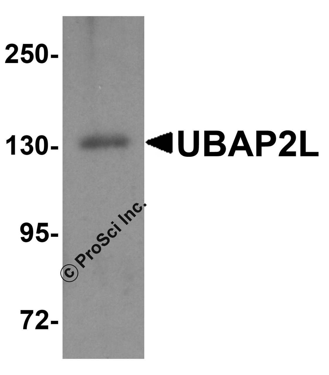 Western blot analysis of UBAP2L in HeLa cell lysate with UBAP2L antibody at 1 &#956;g/ml.