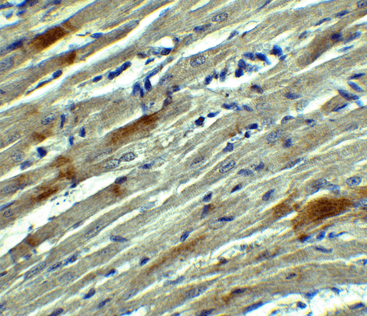 Immunohistochemistry of SOX10 in rat heart tissue with SOX10 Antibody at 5 ug/mL.