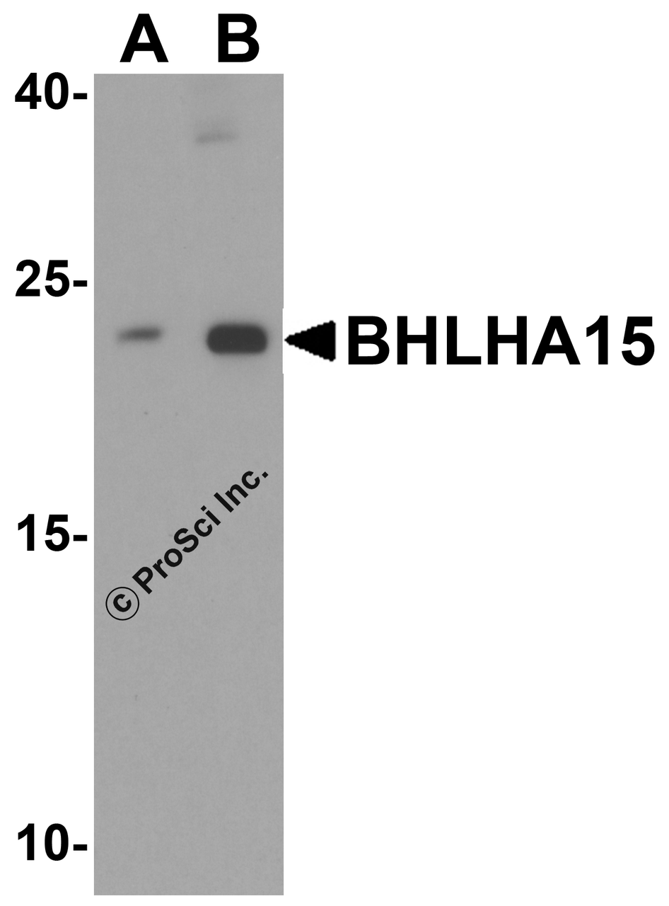 Western blot analysis of BHLHA15 in 3T3 cell lysate with BHLHA15 antibody at (A) 1 and (B) 2 &#956;g/mL.