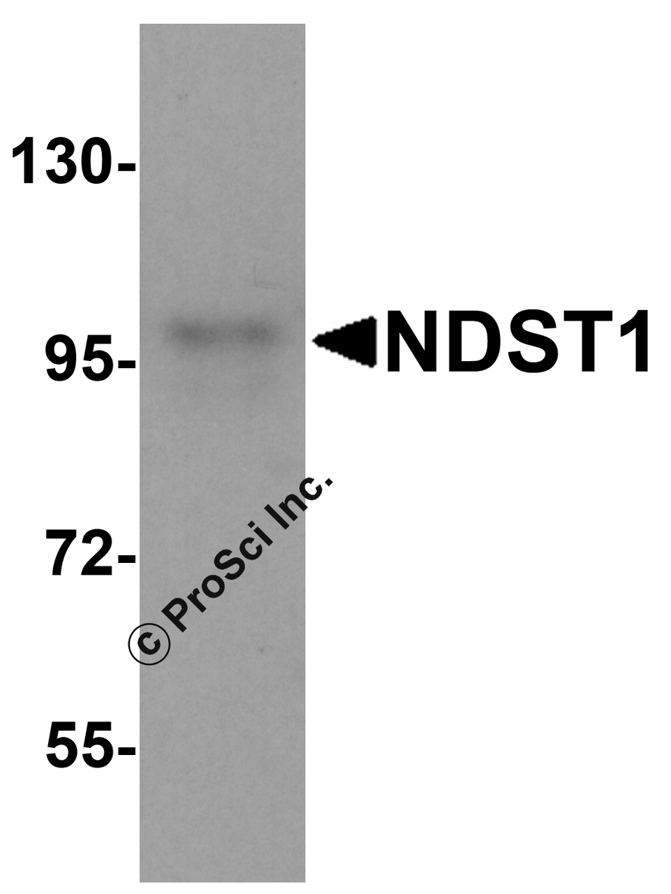 Western blot analysis of NDST1 in U937 cell lysate with NDST1 antibody at 1 &#956;g/mL.