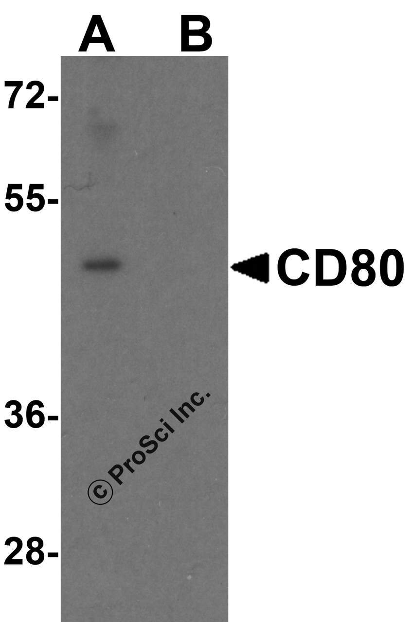 Western blot analysis of CD80 in EL4 cell lysate with CD80 antibody at 1 &#956;g/mL in (A) the absence and (B) the presence of blocking peptide.