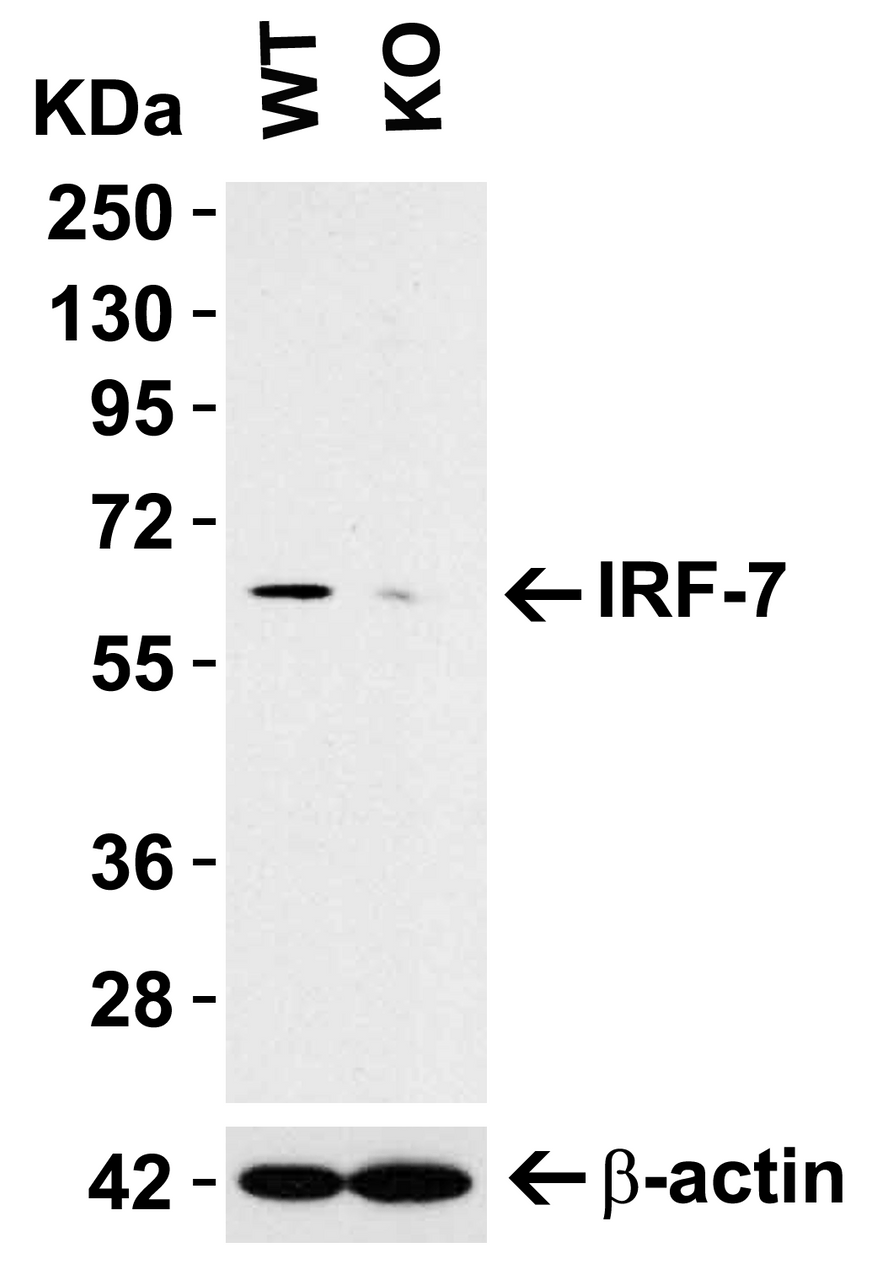 Figure 1 KO Validation in A549 Cell Lysate 
Loading: 10 &#956;g of A549 WT cell lysates or IRF7 KO cell lysates. 
Antibodies: IRF7 8991 (0.5 &#956;g/mL) and beta-actin 3779 (1 µg/mL) , 1 h incubation at RT in 5% NFDM/TBST.
Secondary: Goat Anti-Rabbit IgG HRP conjugate at 1:10000 dilution.