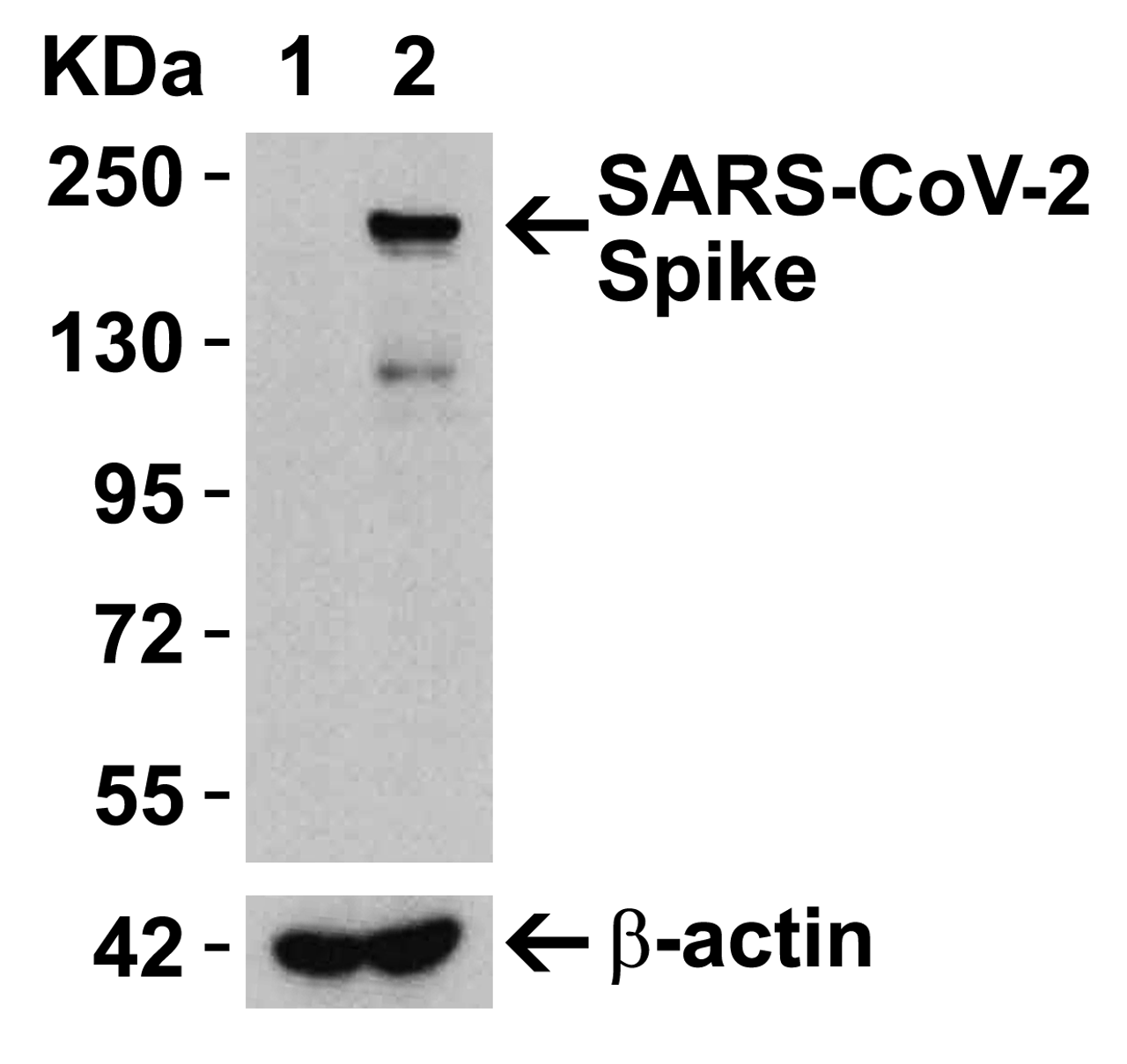 Figure 2 Overexpression Validation in Spike Transfected 293 Cells Loading: 15 ug per lane of 293 cell lysate. Antibodies: SARS-CoV-2 (COVID-19) Spike (cleavage site) , 9095 (4 ug/mL) , 1h incubation at RT in 5% NFDM/TBST. Secondary: Goat anti-rabbit IgG HRP conjugate at 1:10000 dilution. Lane 1: WT 293 cells and Lane 2: SARS-CoV-2 Spike overexpressed 293 cells