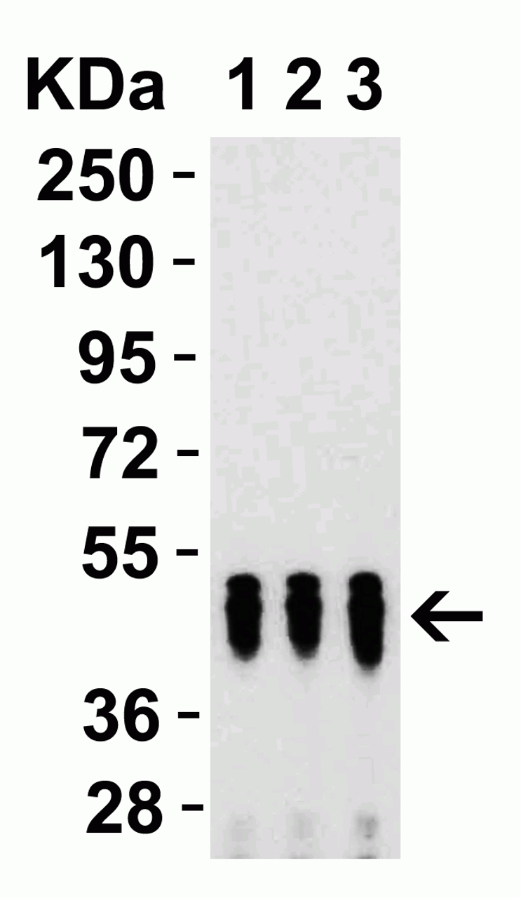Figure 2 Western Blot Validation with SARS-CoV-2 (COVID-19) Nucleocapsid Recombinant ProteinLoading: 50 ng per lane of SARS-CoV-2 (COVID-19) Nucleocapsid recombinant protein. Antibodies: SARS-CoV-2 (COVID-19) Nucleocapsid, 9103, 1h incubation at RT in 5% NFDM/TBST. Secondary: Goat anti-rabbit IgG HRP conjugate at 1:10000 dilution. Lane 1: 0.5 ug/mL, Lane 2: 1 ug/mL and Lane 3: 2 ug/mL