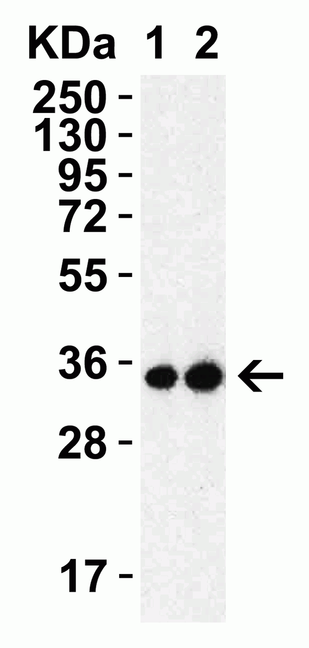 Figure 2 Western Blot Validation with SARS-CoV-2 (COVID-19) 3CL-PRO (NSP5) Protein
Loading: 30 ng per lane of SARS-CoV-2 (COVID-19) 3CL-PRO (NSP5) recombinant protein (10-400) .
Antibodies: SARS-CoV-2 (COVID-19) 3CL-PRO (NSP5) , 9151, 1h incubation at RT in 5% NFDM/TBST.
Secondary: Goat anti-rabbit IgG HRP conjugate at 1:10000 dilution.
Lane 1: 0.5 ug/mL and 
Lane 2: 1 ug/mL