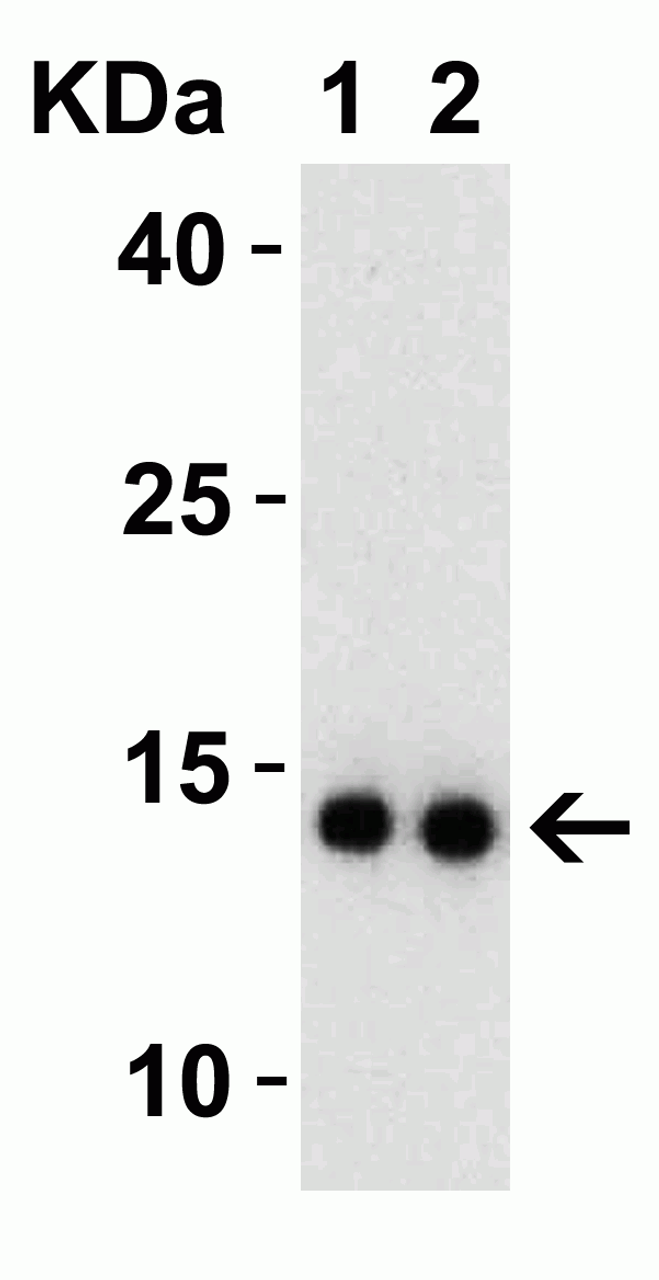 Figure 2 Western Blot Validation with SARS-CoV-2 (COVID-19) NSP9 Protein
Loading: 30 ng per lane of SARS-CoV-2 (COVID-19) NSP9 recombinant protein (10-417) .
Antibodies: SARS-CoV-2 (COVID-19) NSP9, 9163, 1h incubation at RT in 5% NFDM/TBST.
Secondary: Goat anti-rabbit IgG HRP conjugate at 1:10000 dilution.
Lane 1: 0.5 ug/mL and 
Lane 2: 1 ug/mL