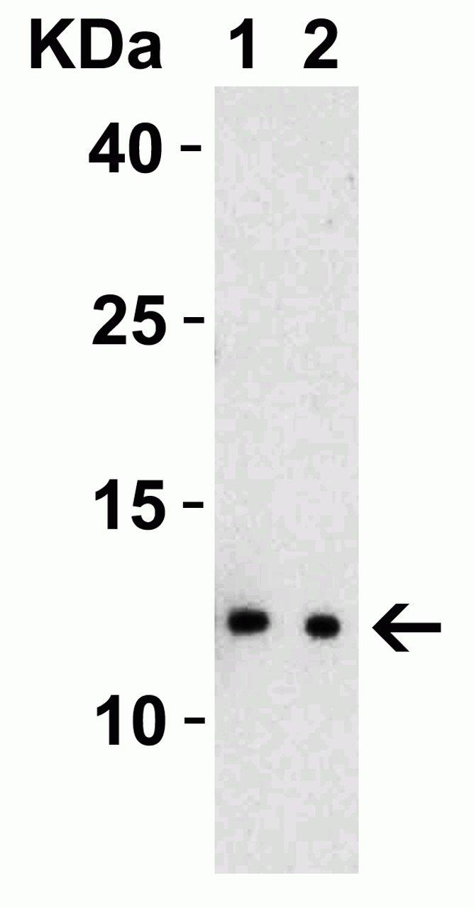 Figure 2 Western Blot Validation with SARS-CoV-2 (COVID-19) NSP8 Protein
Loading: 30 ng per lane of SARS-CoV-2 (COVID-19) NSP8 protein (10-415) .
Antibodies: SARS-CoV-2 (COVID-19) NSP8, 9167, 1h incubation at RT in 5% NFDM/TBST.
Secondary: Goat anti-rabbit IgG HRP conjugate at 1:10000 dilution.
Lane 1: 0.5 ug/mL and 
Lane 2: 1 ug/mL