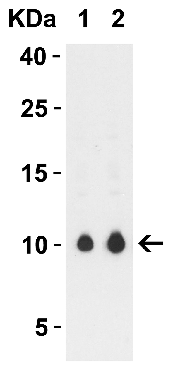 Figure 2 Western Blot Validation with SARS-CoV-2 (COVID-19) ORF9c Overexpressed 293 Cells
Loading: 10 ug per lane of 293 cell lysate from WT and SARS-CoV-2 (COVID-19) ORF9c transfected cells.
Antibodies: SARS-CoV-2 (COVID-19) ORF9c, 9291, 1h incubation at RT in 5% NFDM/TBST.
Secondary: Goat anti-rabbit IgG HRP conjugate at 1:10000 dilution.
Lane 1: 0.25 ug/mL and 
Lane 2: 0.5 ug/mL