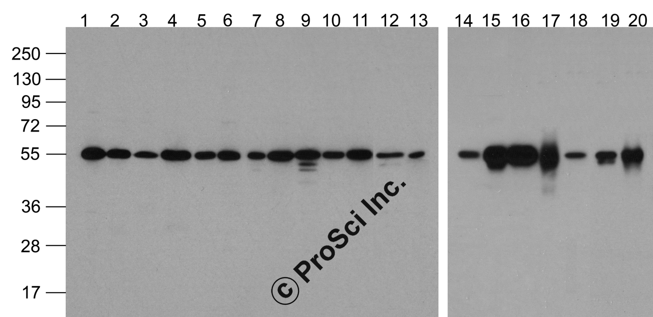 Western blot analysis of Alpha-tubulin in multiple cell and tissue lysates with Biotin-Alpha-tubulin antibody at 1 &#956;g/ml. Lanes 1-20: 293, A431, A549, Daudi, HeLa, HepG2, Jurkat, K562, MOLT, 3T3, Raji, THP-1, U937, human brain, mouse brain, rat brain, rabbit brain, mouse lung, chicken small intestine, and zebrafish lysate, respectively.