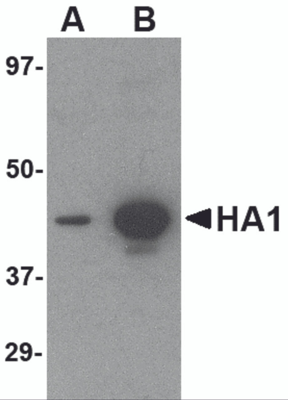 Western blot analysis of (A) 5 ng and (B) 25 ng of recombinant HA1 with Hemagglutinin antibody at 1 &#956;g/mL.