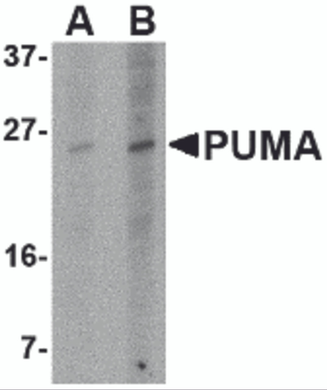 Western blot analysis of PUMA expression in K562 cell lysate with PUMA antibody at (A) 2.5 and (B) 5 &#956;g/mL.