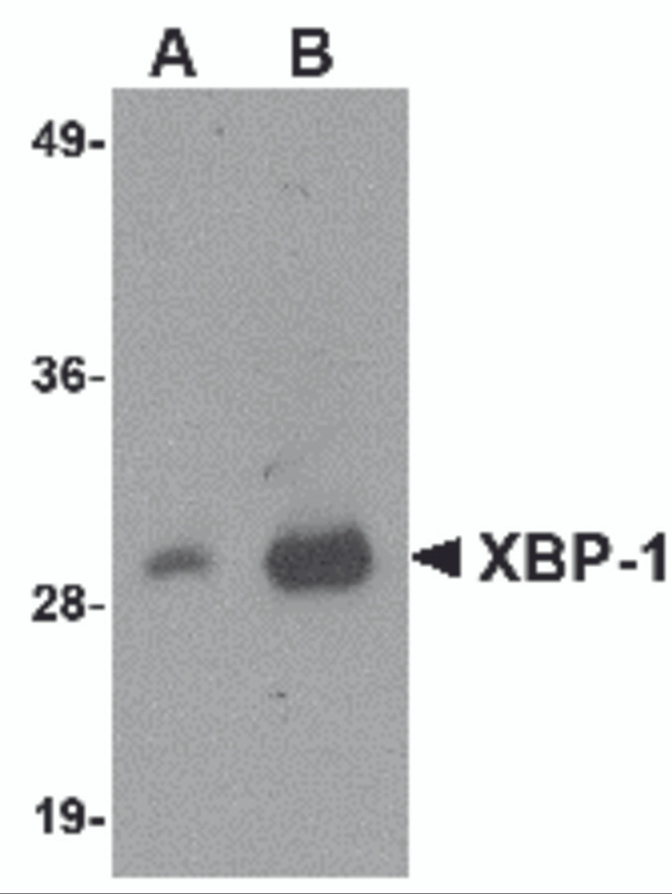 Western blot analysis of 100 ng of XBP-1 recombinant protein with XBP-1 antibody at 1 &#956;g/mL.