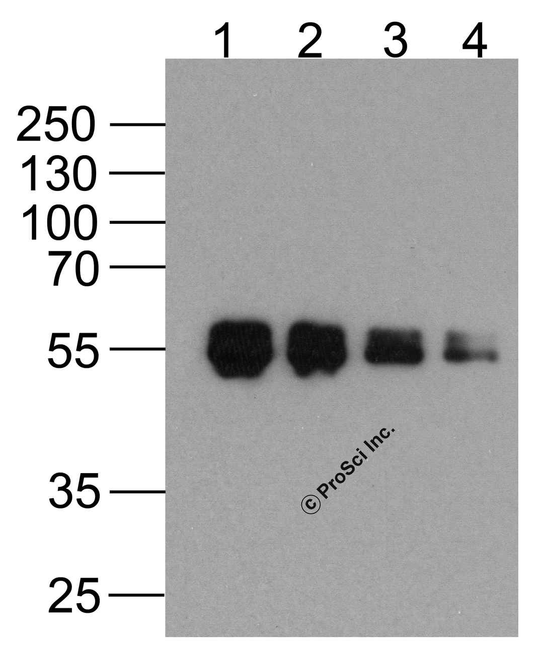 Western blot analysis of (1) 1000ng, (2) 500ng, (3) 250ng, and (4) 125ng of DDDDK-tagged recombinant protein (GGP1) with Biotin-DDDDK-tag antibody at 0.5 &#956;g/ml.