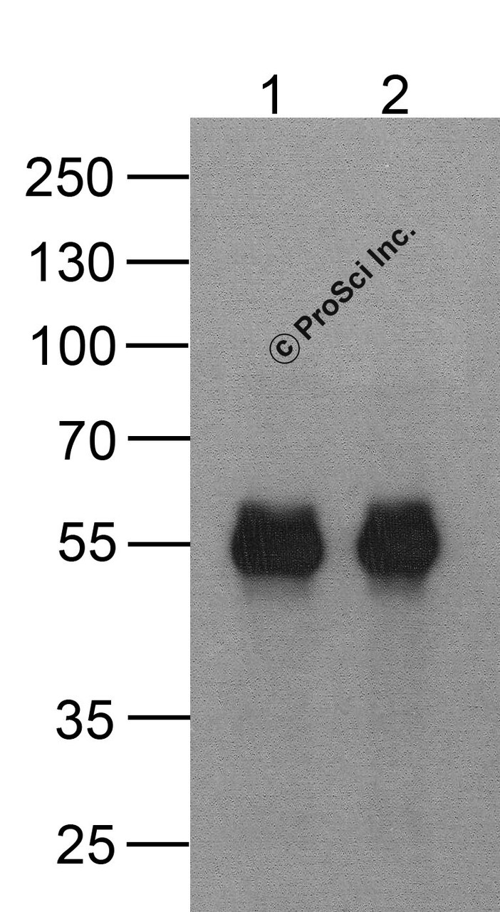 Western blot analysis of (1) 20 ng of cMyc-tagged recombinant GGP1 protein and (2) 20 ng of cMyc-tagged recombinant GGP1 protein using 1 ug of cMyc-tag antibody to immunoprecipitate and 1 ug/ml anti-GGP1 antibody to detect.