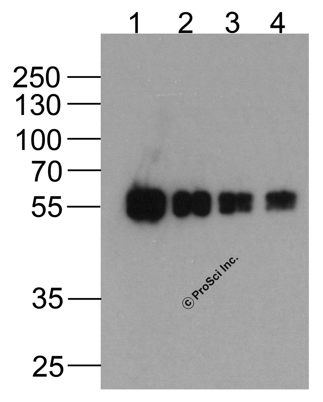 Western blot analysis of (1) 200ng, (2) 100ng, (3) 50ng, and (4) 25ng of cMyc-tagged recombinant protein (GGP1) with Biotin-cMyc-tag antibody at 0.5 &#956;g/ml.