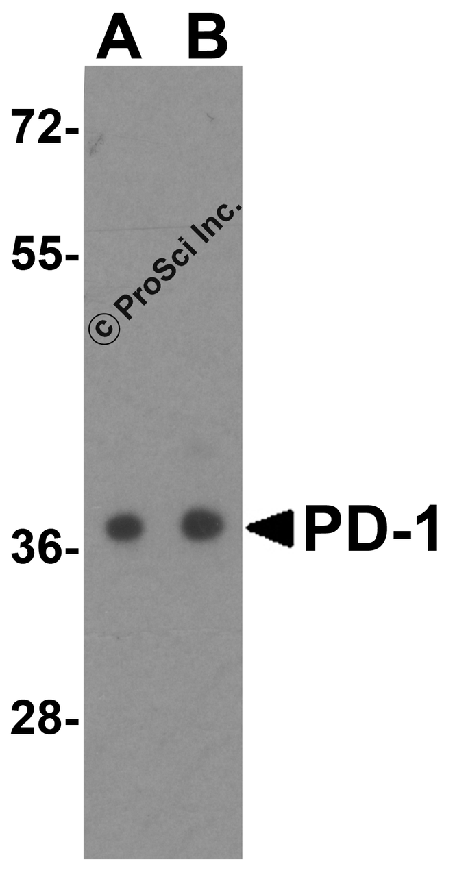 Western blot analysis of PD-1 in transfected 293 cell lysate with PD-1 antibody at (A) 0.25 and (B) 0.5 &#956;g/mL.
