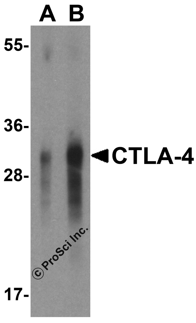 Western blot analysis of CTLA-4 in overexpressing HEK293 cells CTLA-4 antibody at 0.5 and 1 &#956;g/mL.