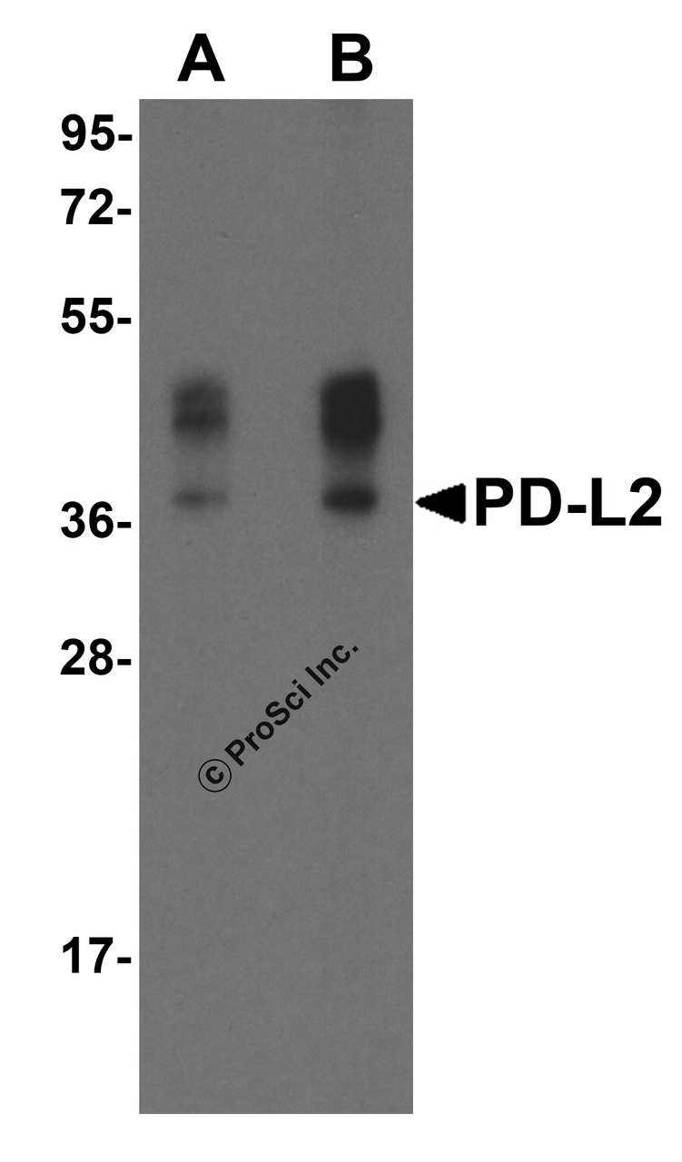 Western blot analysis of PD-L2 in overexpressing HEK293 cells PD-L2 antibody at 0.5 and 1 &#956;g/ml